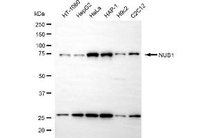 Western blotting analysis using NUB1 antibody (ABIN7799569).