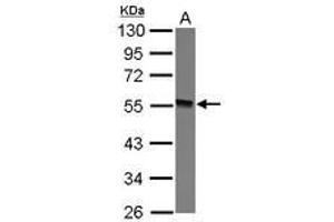 Image no. 1 for anti-Glycosyltransferase-Like Domain Containing 1 (GTDC1) (AA 1-164) antibody (ABIN1498562) (GTDC1 anticorps  (AA 1-164))