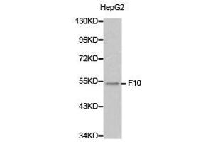 Western Blotting (WB) image for anti-Coagulation Factor X (F10) antibody (ABIN1872623) (Coagulation Factor X anticorps)