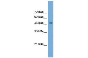Western Blot showing NPTX2 antibody used at a concentration of 1-2 ug/ml to detect its target protein. (NPTX2 anticorps  (N-Term))