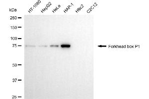 Western blotting analysis using forkhead box P1 antibody (ABIN7798651). (FOXP1 anticorps)