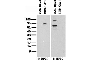 Transfected cell immunoblot.