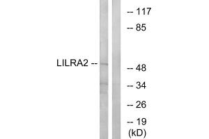 Western blot analysis of extracts from HepG2 cells, using LILRA2 antibody. (LILRA2 anticorps  (Internal Region))