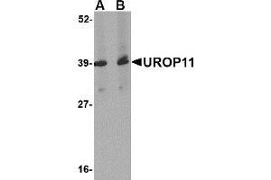 Western Blotting (WB) image for anti-Amyloid beta (A4) Precursor Protein-Binding, Family A, Member 1 (APBA1) (Middle Region) antibody (ABIN1031157) (APBA1 anticorps  (Middle Region))