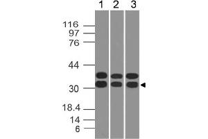 Image no. 1 for anti-Caspase 3 (CASP3) antibody (ABIN5027753) (Caspase 3 anticorps)