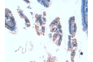 DAB staining on IHC-P; Samples: Mouse Intestine Tissue (TUBE1 anticorps  (AA 236-473))