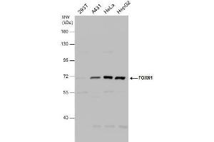 WB Image FOXN1 antibody [C3], C-term detects FOXN1 protein by western blot analysis.