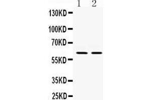 Western Blotting (WB) image for anti-V-Rel Reticuloendotheliosis Viral Oncogene Homolog B (RELB) (AA 219-252), (Middle Region) antibody (ABIN3042479)