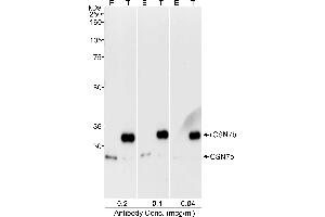 Western Blotting (WB) image for anti-COP9 Signalosome Complex Subunit 7b (COPS7B) (C-Term) antibody (ABIN7449165)