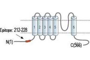 Representative domain view of the target of ABIN7043337.