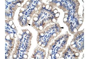 ZNF785 antibody was used for immunohistochemistry at a concentration of 4-8 ug/ml to stain Epithelial cells of intestinal villus (arrows) in Human intestine. (ZNF785 anticorps  (C-Term))