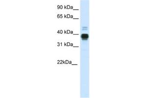 Western Blotting (WB) image for anti-Homeobox A11 (HOXA11) antibody (ABIN2461468) (Homeobox A11 anticorps)