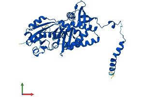 AlphaFold protein structure predicition of Human Recombinant ASS1 Protein, UniprotID P00966