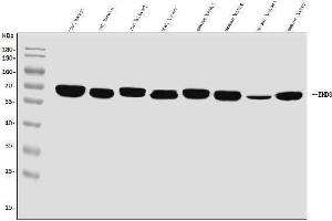 Western blot analysis of EHD3 using anti-EHD3 antibody (ABIN7602777). (EHD3 anticorps  (C-Term))
