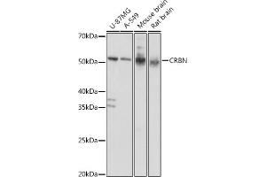 Western blot analysis of extracts of various cell lines, using CRBN antibody (ABIN6130985, ABIN6139005, ABIN6139006 and ABIN6220743) at 1:1000 dilution.