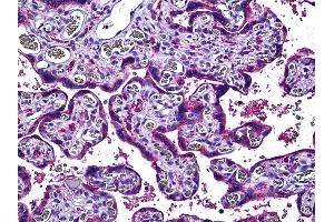 Anti-ENOS antibody IHC of human placenta. (ENOS anticorps  (AA 1181-1194))