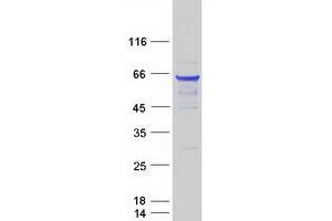 Validation with Western Blot (Beclin 1 Protein (Myc-DYKDDDDK Tag))