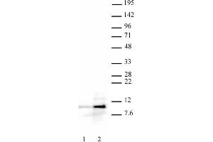 Histone H4ac (pan-acetyl) antibody (pAb) tested by Western blot. (Histone H4 anticorps  (N-Term))