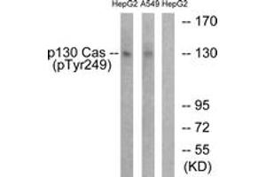 Western blot analysis of extracts from HepG2 cells treated with EGF 200ng/ml 30' and A549 cells treated with PMA 125ng/ml 30', using p130 Cas (Phospho-Tyr249) Antibody. (BCAR1 anticorps  (pTyr249))