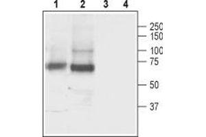 Western blot analysis of rat (lanes 1 and 3) and mouse (lanes 2 and 4) brain lysate: - 1,2.