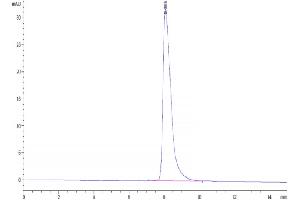 The purity of Human CD5 is greater than 95 % as determined by SEC-HPLC.