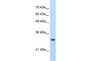 WB Suggested Anti-PSMA1 Antibody Titration:  0. (PSMA1 anticorps  (C-Term))