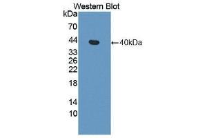 Western Blotting (WB) image for anti-Apolipoprotein H (Beta-2-Glycoprotein I) (APOH) (AA 21-345) antibody (ABIN1862198) (APOH anticorps  (AA 21-345))