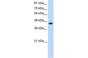 Western Blotting (WB) image for anti-General Transcription Factor IIH, Polypeptide 4, 52kDa (GTF2H4) antibody (ABIN2461634) (GTF2H4 anticorps)