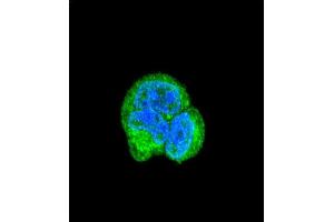 Confocal immunofluorescent analysis of AS Antibody (N-term) (ABIN390843 and ABIN2841069) with MCF-7 cell followed by Alexa Fluor® 488-conjugated goat anti-rabbit lgG (green).