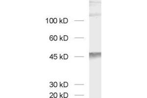 Western Blotting (WB) image for anti-Cell Adhesion Molecule 3 (CADM3) (AA 171-185) antibody (ABIN1742493) (CADM3 anticorps  (AA 171-185))