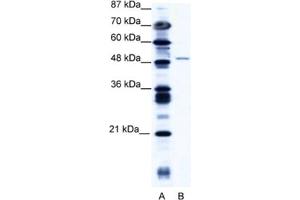 Western Blotting (WB) image for anti-Zinc Finger Protein 627 (ZNF627) antibody (ABIN2461058) (ZNF627 anticorps)
