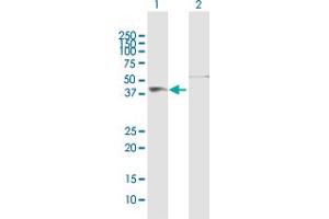 Western Blot analysis of FIGF expression in transfected 293T cell line by FIGF MaxPab polyclonal antibody.