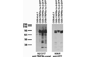Transfected cell immunoblot: extracts of COS cells transiently transfected with GFP-tagged TRIP8b-1a-4, TRIP8b- 1b-2, TRIP8b-1a-2 and untagged Kv2.