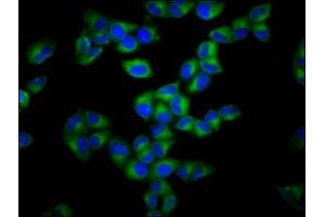 Immunofluorescence staining of Hela cells with ABIN7153647 at 1:133, counter-stained with DAPI.