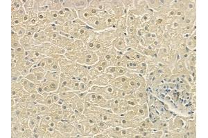 ABIN6263716 and ABIN6276741 at 1/100 staining human normal liver tissue by IHC-P.