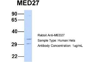Host: Rabbit Target Name: MED27 Sample Type: Hela Antibody Dilution: 1. (MED27 anticorps  (Middle Region))