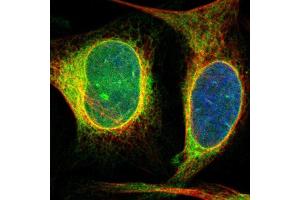 Immunofluorescent staining of human cell line U-2 OS shows localization to endoplasmic reticulum.