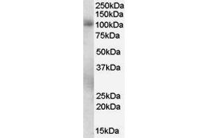 ABIN2564436 staining (0. (PDE5A anticorps  (C-Term))