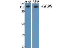 Western Blot (WB) analysis of different cells using GCP5 Polyclonal Antibody. (TUBGCP5 anticorps  (Internal Region))