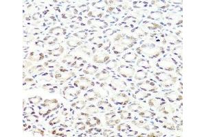 Immunohistochemistry of paraffin-embedded Mouse stomach using PRPF8 Polyclonal Antibody at dilution of 1:100 (40x lens).