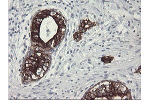 Image no. 14 for anti-Src-like-adaptor 2 (SLA2) antibody (ABIN1500949) (SLAP2 anticorps)