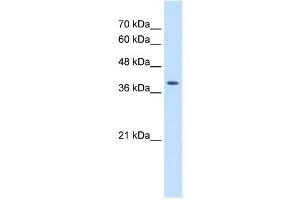 STRAP antibody used at 2. (STRAP anticorps  (C-Term))