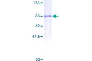 Image no. 1 for Protein Phosphatase 5, Catalytic Subunit (PPP5C) (AA 1-499) protein (GST tag) (ABIN1316089)