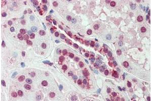 Anti-SLC44A2 antibody  ABIN960812 IHC staining of human kidney. (SLC44A2 anticorps  (Internal Region))