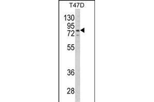Western blot analysis of LTA4H Antibody (Center) (ABIN650745 and ABIN2839464) in T47D cell line lysates (35 μg/lane). (LTA4H anticorps  (AA 163-191))