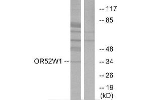 Western Blotting (WB) image for anti-Olfactory Receptor, Family 52, Subfamily W, Member 1 (OR52W1) (C-Term) antibody (ABIN1853146) (OR52W1 anticorps  (C-Term))
