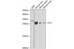 Western blot analysis of extracts of various cell lines using CA1 Polyclonal Antibody at dilution of 1:1000. (CA1 anticorps)