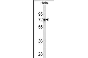 CD55 Antibody (ABIN1539953 and ABIN2843875) western blot analysis in Hela cell line lysates (35 μg/lane). (CD55 anticorps  (AA 51-79))
