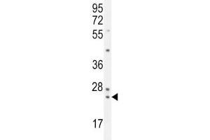 PAUF antibody western blot analysis in K562 lysate. (ZG16B anticorps  (AA 109-137))