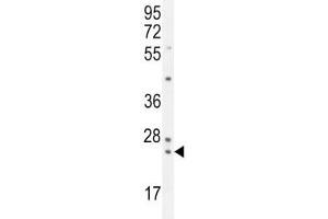 PAUF antibody western blot analysis in K562 lysate.